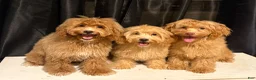 Shihpoo dogs for sale: Bentley  - Ad 10