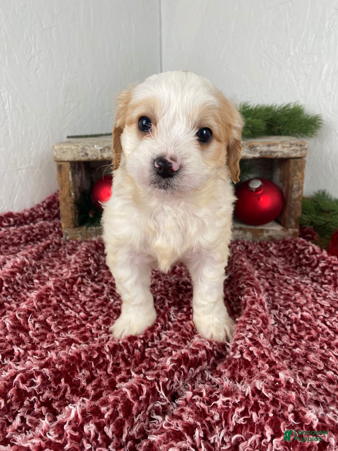 Cockapoo dogs for sale: Ace - Ad 5