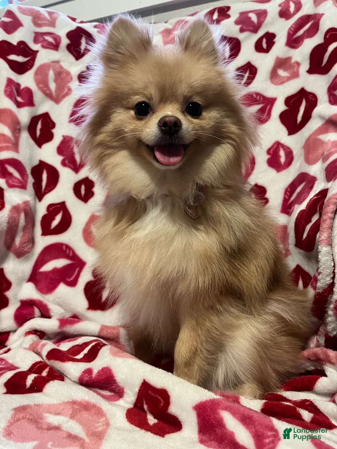 Pomeranian dogs for sale: Tuxedo Gentleman - Eddie M3 - Ad 5