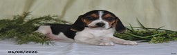 Beagle dogs for sale: Jaxon - Ad 5