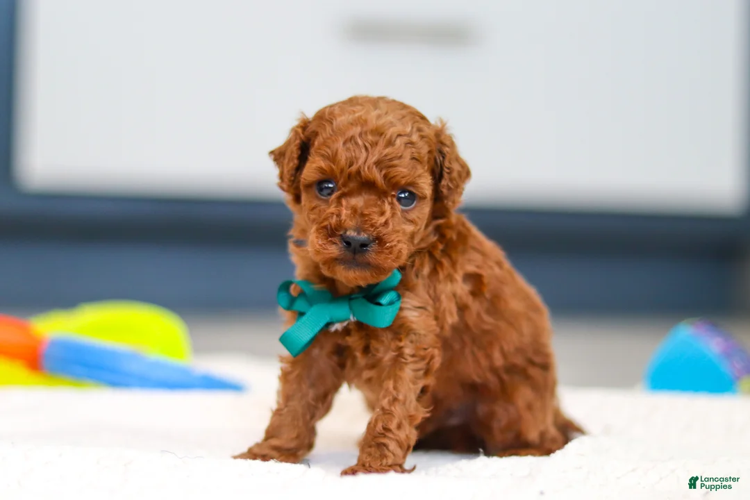 Toy Poodle dogs for sale: Turner - Ad 3