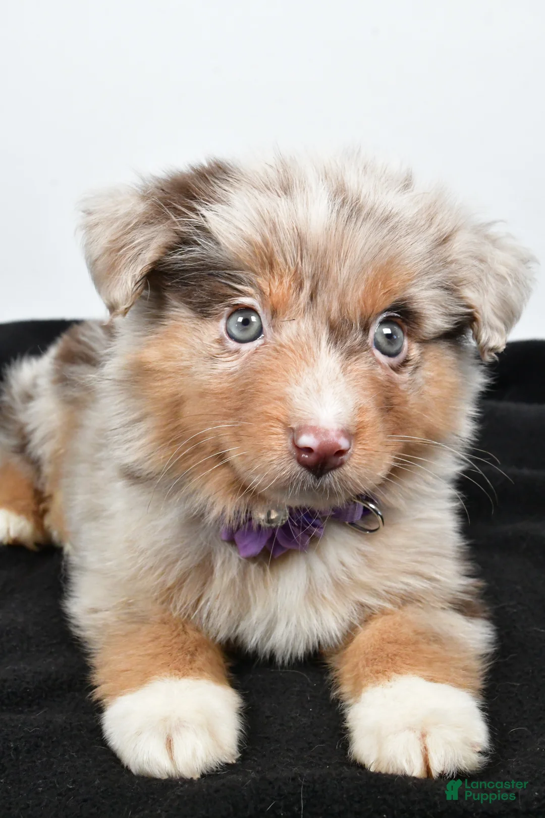 Miniature Australian Shepherd dogs for sale: Luna - Ad 10