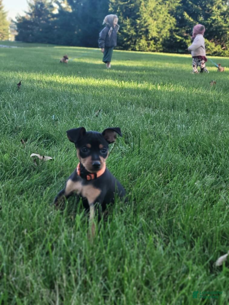 Miniature Pinscher (Miniature Pinscher, Female) in New Haven, IN