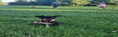 Miniature Pinscher 6
