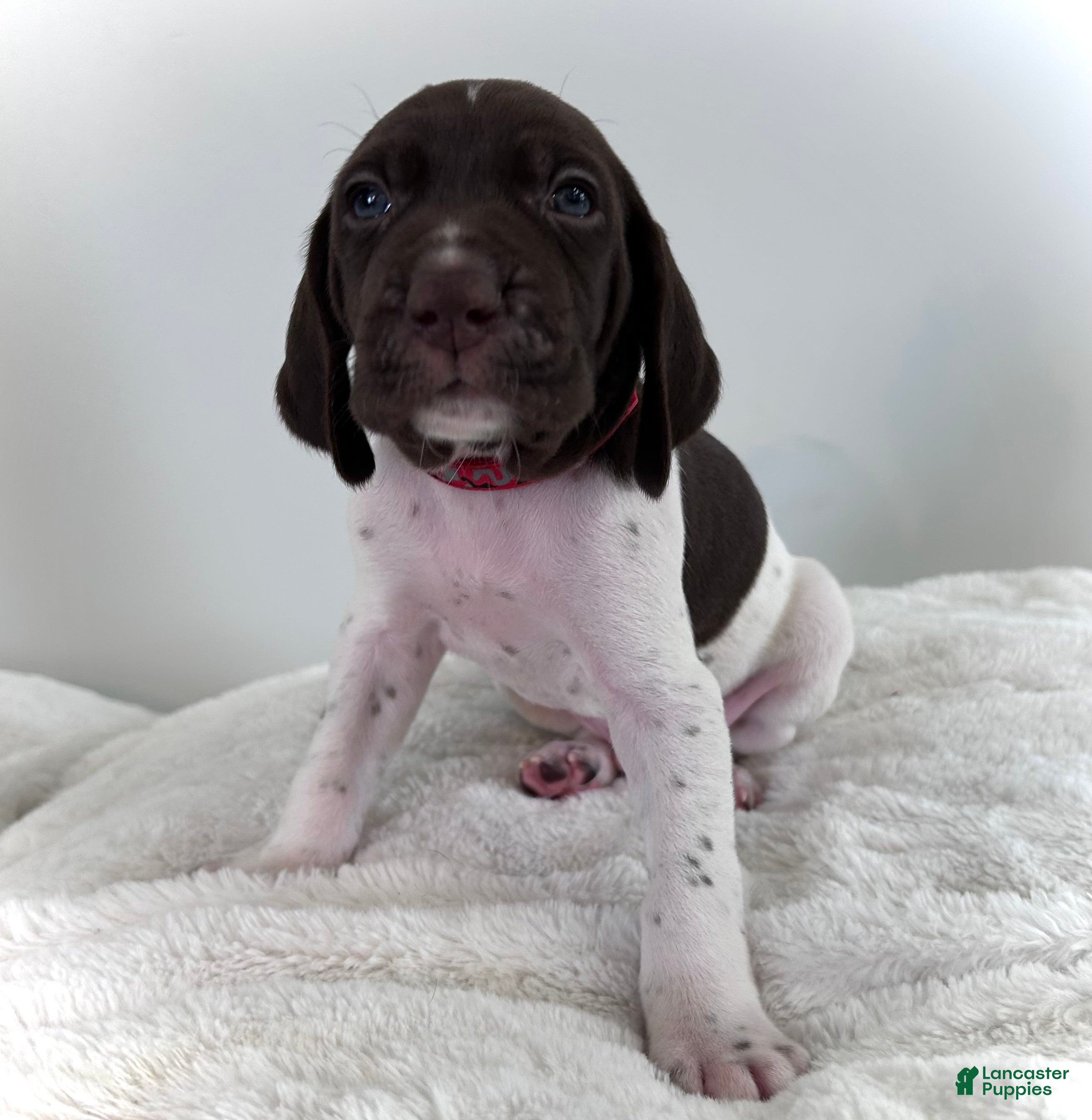 German Shorthaired Pointer dogs Zion - Ad 28