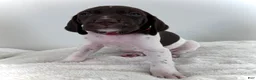 German Shorthaired Pointer dogs for sale: Zion - Ad 1