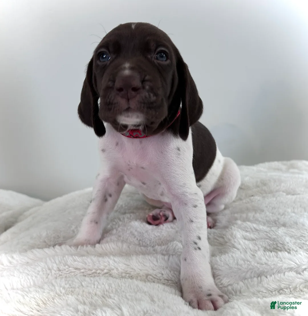 German Shorthaired Pointer dogs for sale: Zion - Ad 1