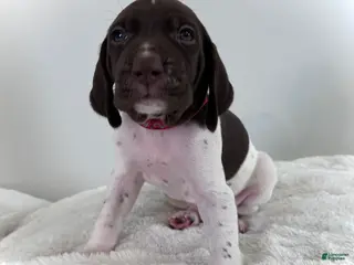 German Shorthaired Pointer dogs Zion - Ad 9