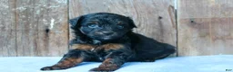 Aussiedoodle dogs for sale: Kendall - Ad 2
