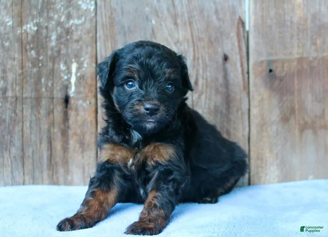 Aussiedoodle dogs for sale: Kendall - Ad 2