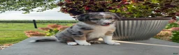 Mixed Breed dogs for sale: Bella - Ad 5