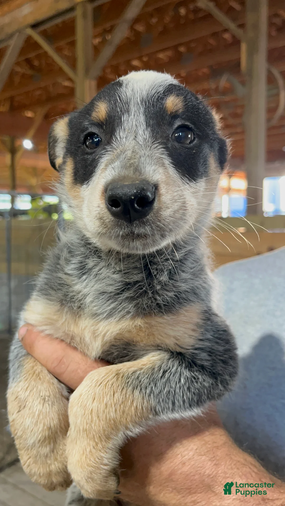 Australian Cattle Dog dogs for sale: Esther - Ad 2