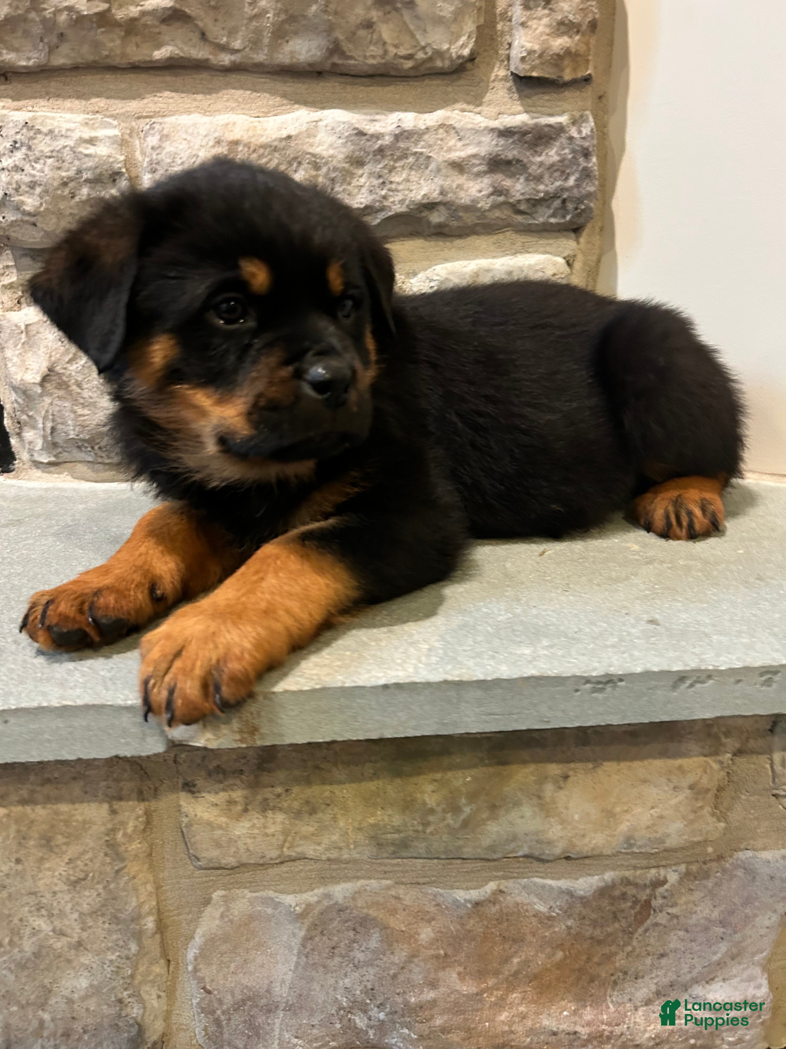Rottweiler dogs Cookie - Ad 2