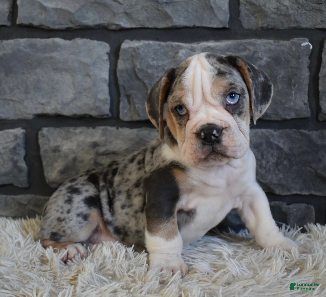 Mixed Breed dogs for sale: Twinkle  - Ad 6