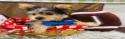 Yorkshire Terrier dogs for sale: Snickers - Ad 14