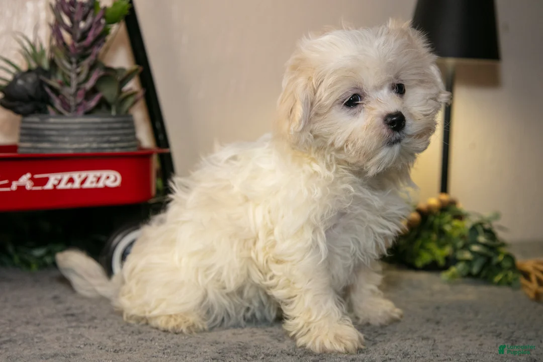 Teddy Bear dogs for sale: Vicky - Ad 2