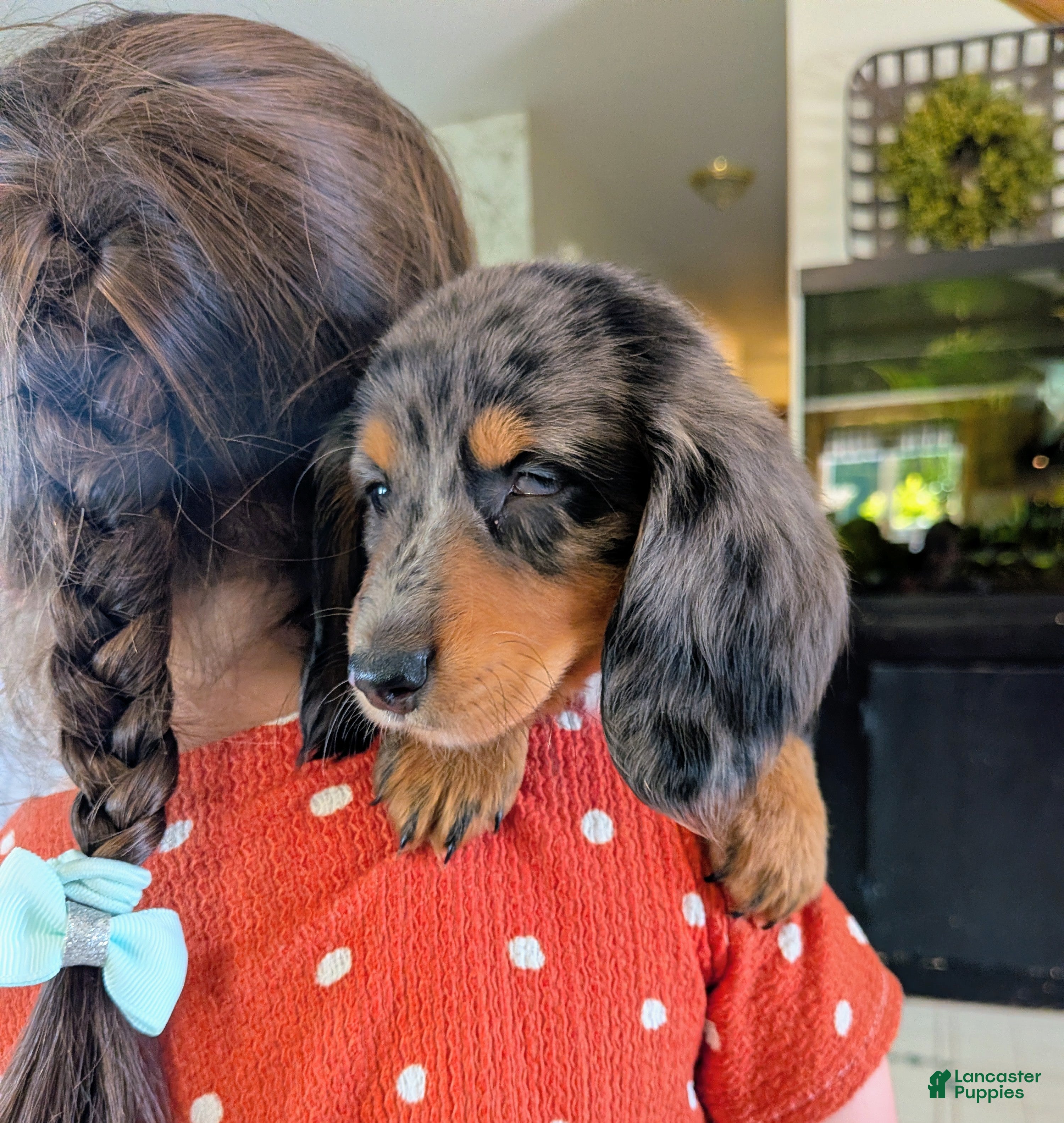 Dachshund dogs Dachshund 1 - Ad 1