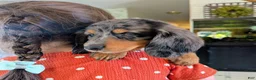 Dachshund dogs for sale: Dachshund 1 - Ad 1