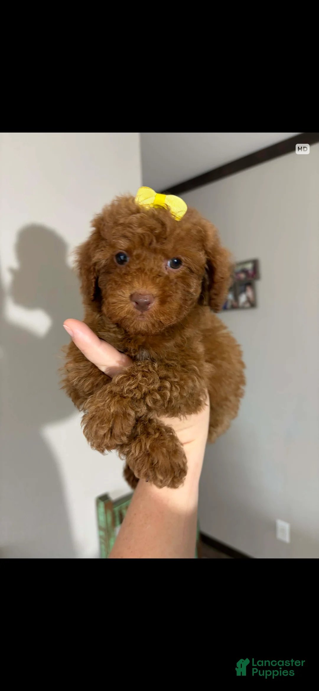 Toy Poodle dogs for sale: Akc Bred The Color Red - Ad 17