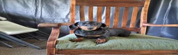 Miniature Dachshund dogs for sale: Ophelia - Ad 8
