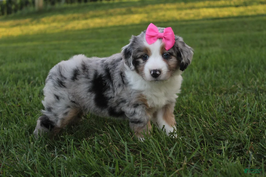 Mini Aussiedoodle dogs for sale: Kylie 🎀 - Ad 1