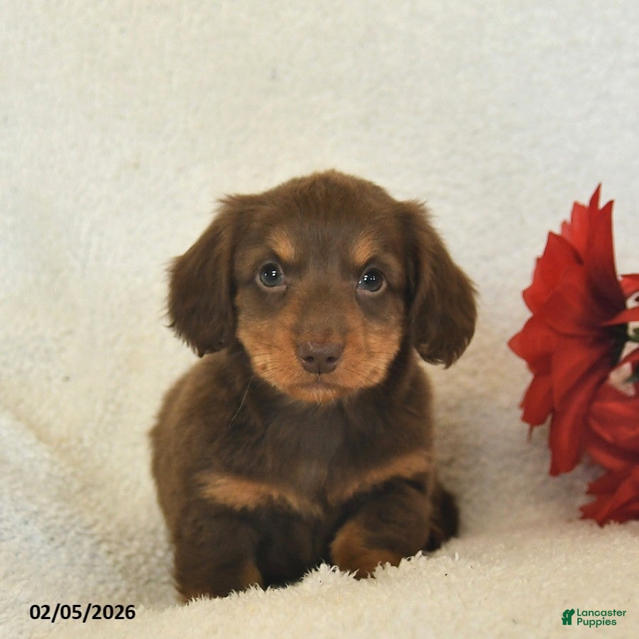 Miniature Dachshund dogs Ollie  - Ad 2