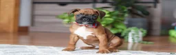 Boxer dogs for sale: Ace - Ad 1