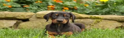 Doberman Pinscher dogs for sale: DIESEL - Ad 14