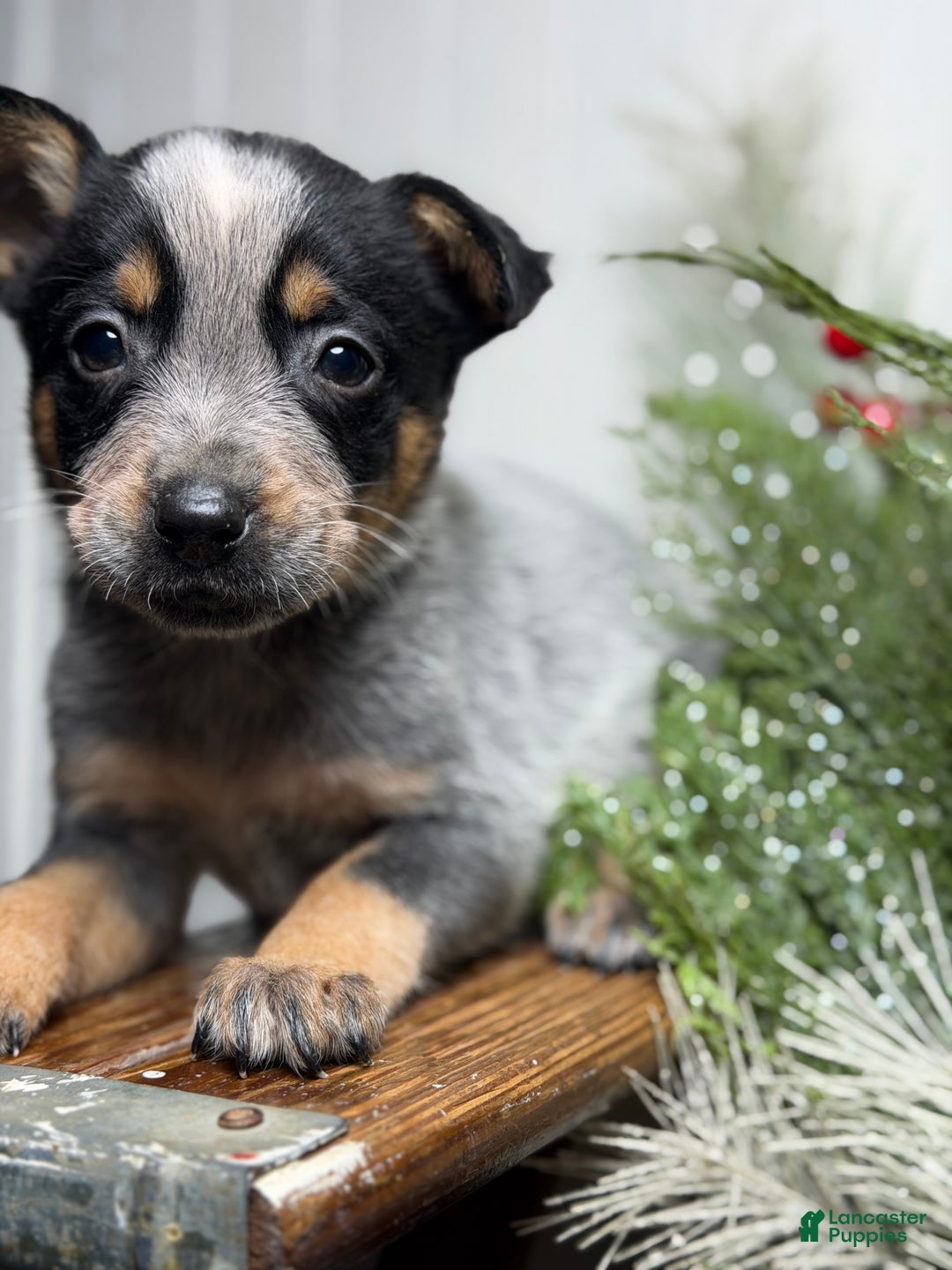 Australian Cattle Dog dogs for sale: Australian Cattle Dog Puppy 8 - Ad 4