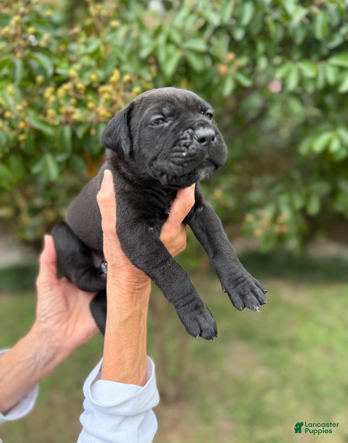 Cane Corso dogs Cane Corso (Brown) - Ad 1