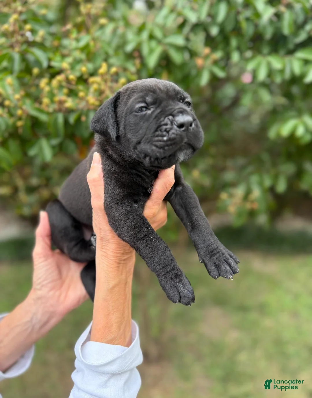 Cane Corso dogs for sale: Cane Corso (Brown) - Ad 1