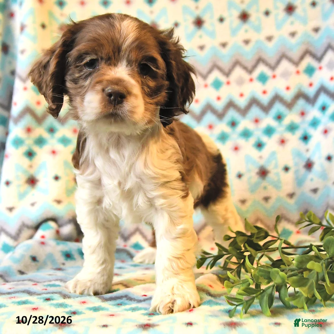 Cocker Spaniel dogs for sale: Thea - Ad 2