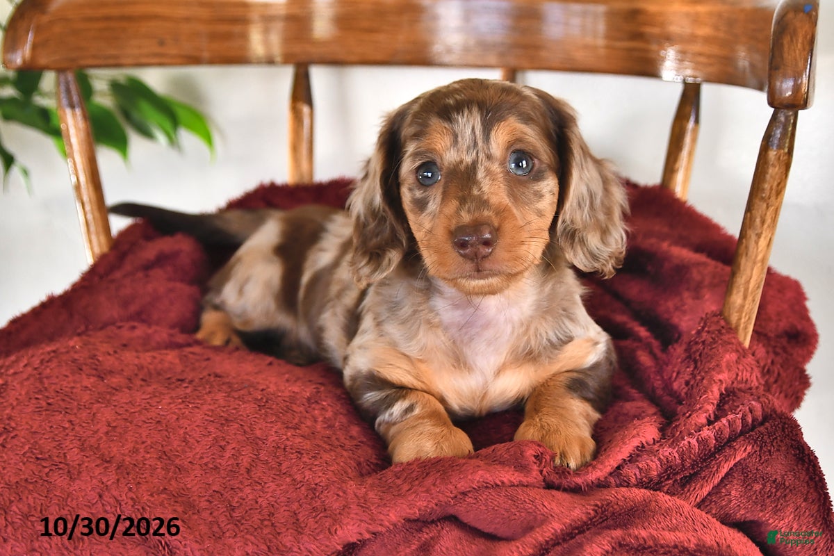 Miniature Dachshund dogs for sale: Buttons - Ad 2