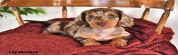 Miniature Dachshund dogs for sale: Buttons - Ad 2