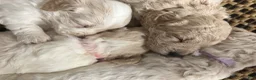 Mini Goldendoodle dogs for sale: Mini Goldendoodle 2 - Ad 12