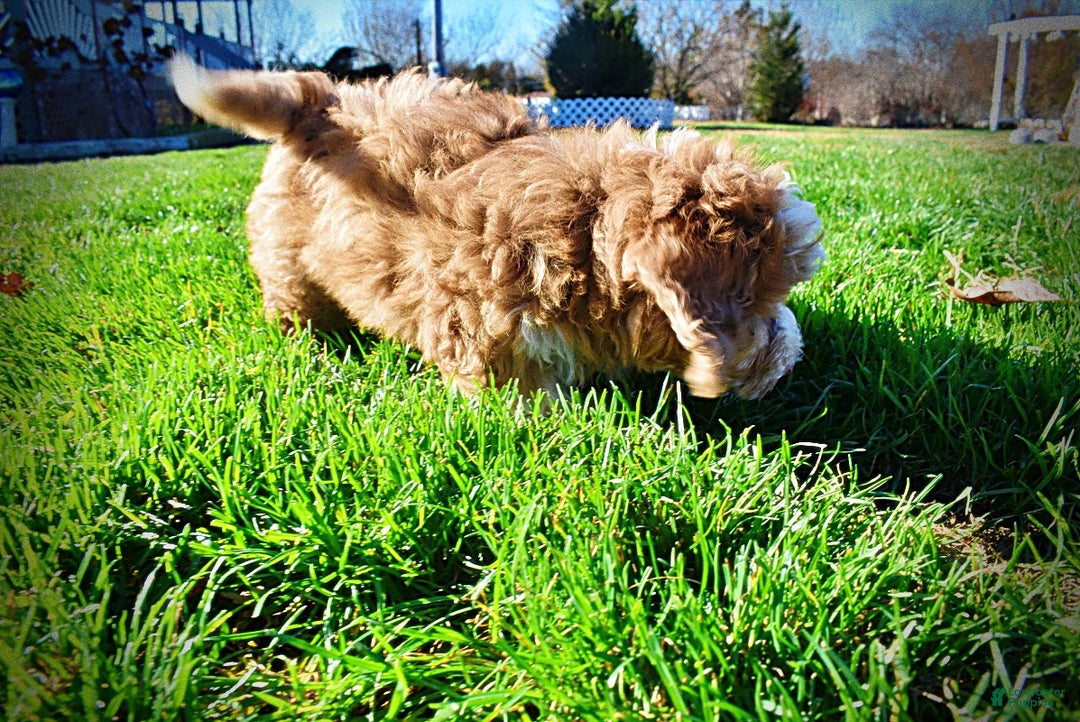 Havapoo dogs for sale: Romeo - Ad 14