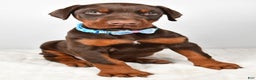 Doberman Pinscher dogs for sale: Wyatt - Ad 9