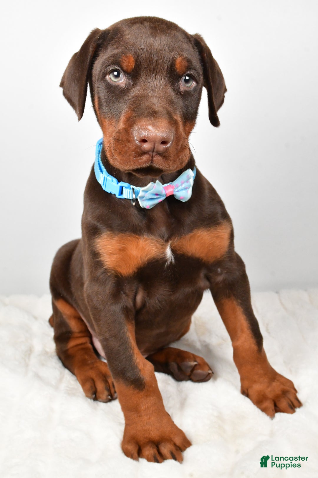 Doberman Pinscher dogs for sale: Wyatt - Ad 9