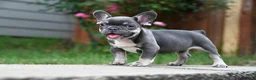 French Bulldog dogs for sale: French Bulldog 2 - Ad 6