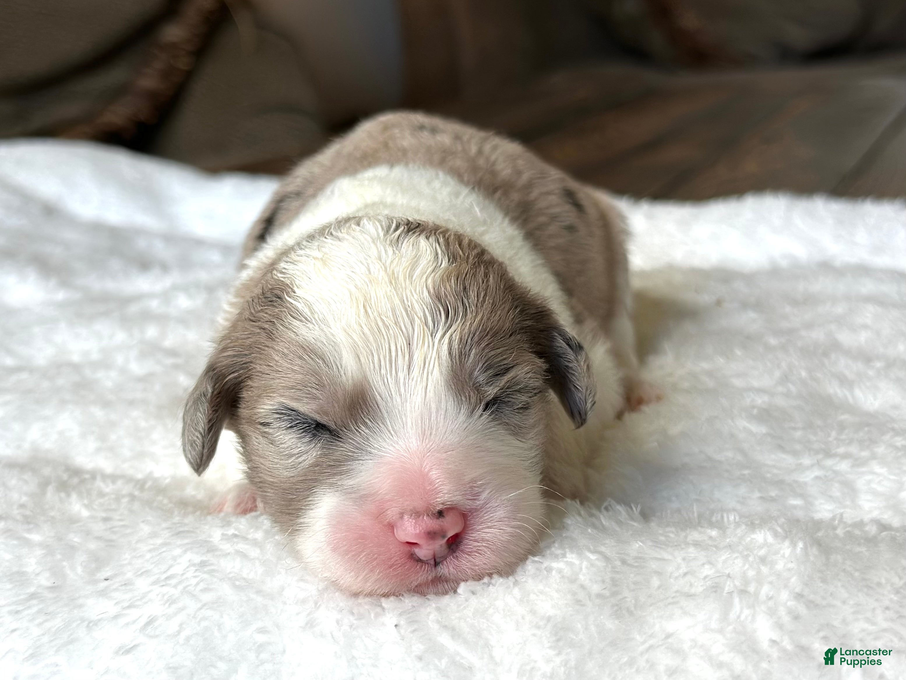 Sheepadoodle dogs Merle Male 5 - Ad 2