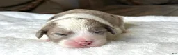 Sheepadoodle dogs for sale: Merle Male 5 - Ad 2