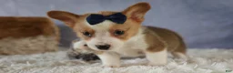Welsh Corgi Pembroke dogs for sale: Zander 🐾 - Ad 11