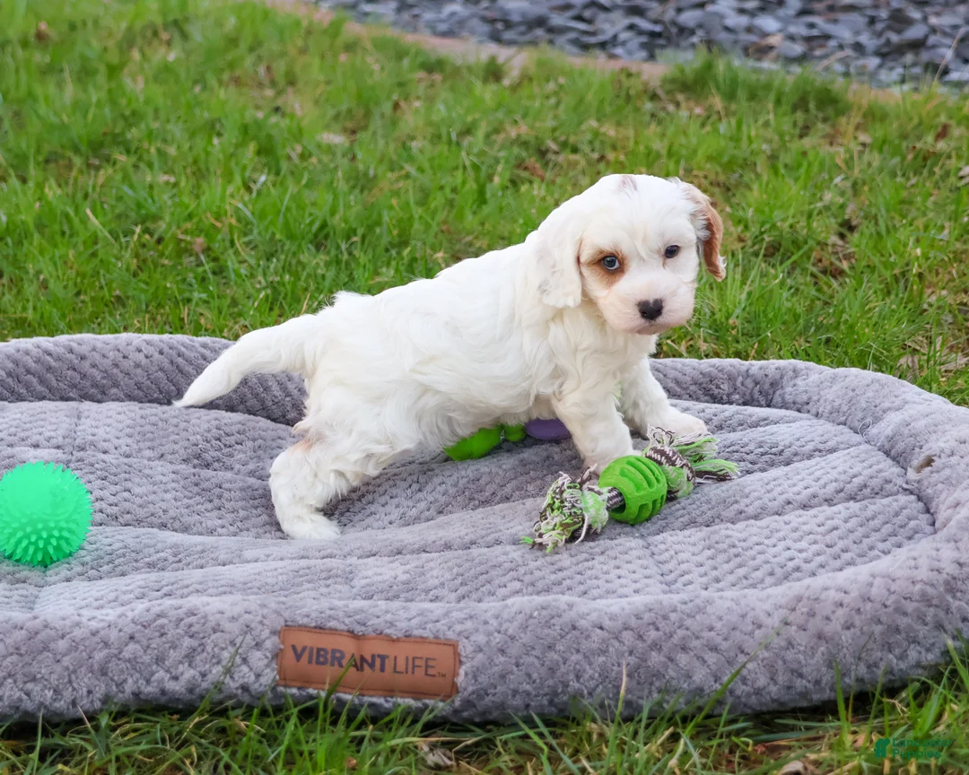 Cavapoo dogs for sale: Shiloh  - Ad 1