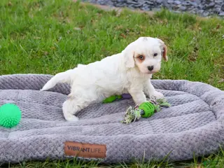 Cavapoo dogs Shiloh - Ad 42