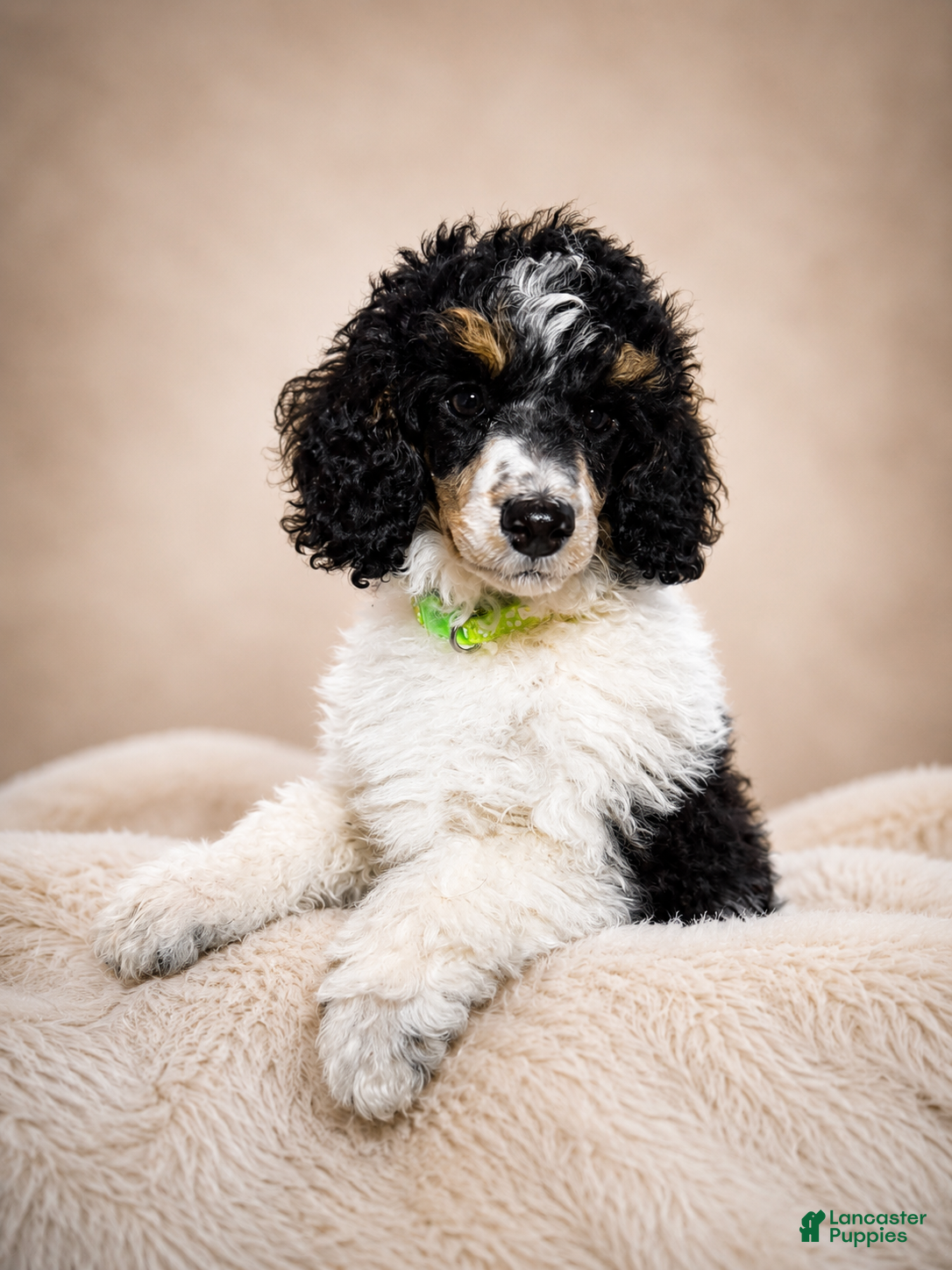 Miniature Poodle dogs Mini Poodle Green - Ad 2