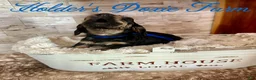 Miniature Dachshund dogs for sale: Grumpy - Ad 4