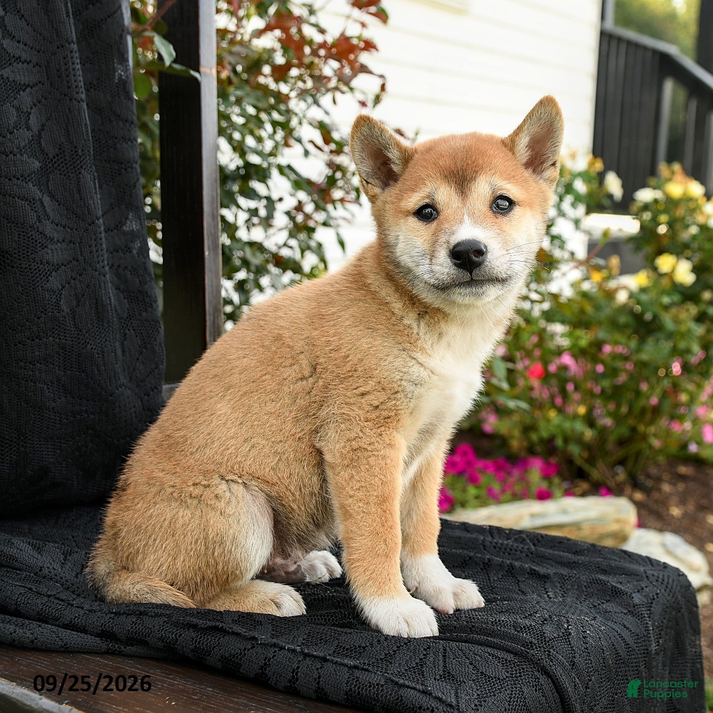 Shiba Inu dogs Kenji - Ad 1