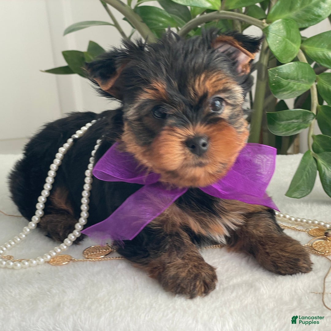 Yorkshire Terrier dogs for sale: Pearl - Ad 10