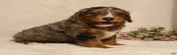 Mini Bernedoodle dogs for sale: Rocky - Ad 3