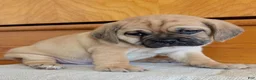 Puggle dogs for sale: Chuck  - Ad 8